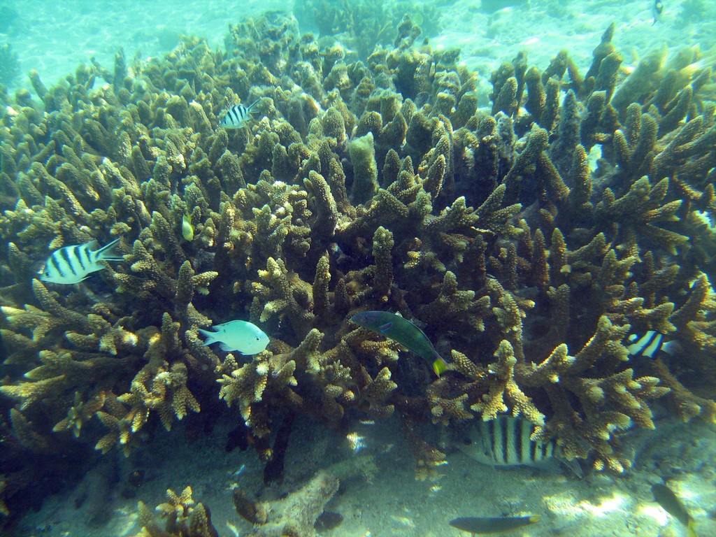 Reef & Marine Life